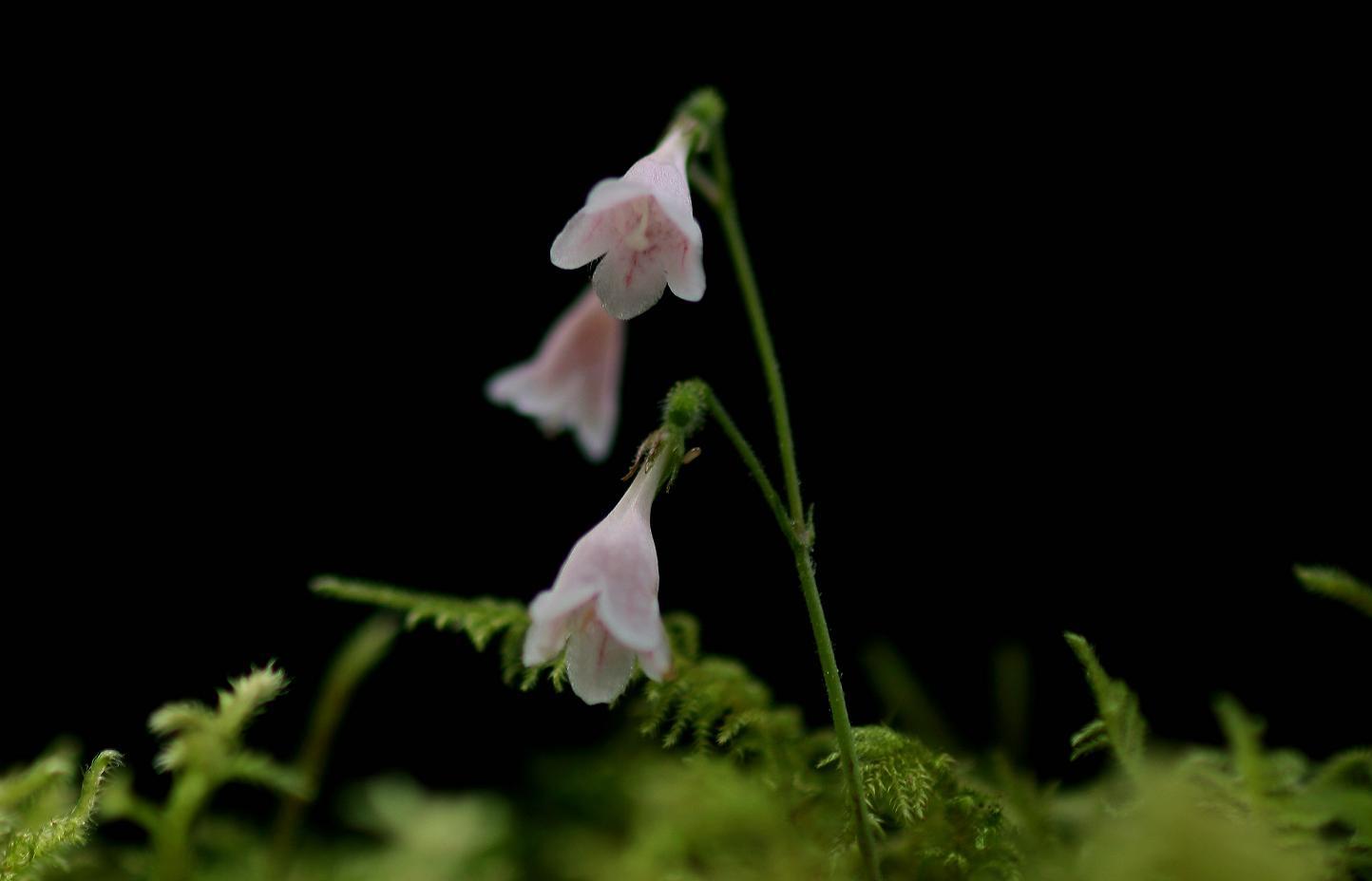 Linnaea