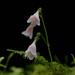 Twinflowers - Photo (c) Scott Wilson, some rights reserved (CC BY-ND)