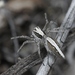 Oxyopes tridens - Photo (c) James Bailey,  זכויות יוצרים חלקיות (CC BY-NC), uploaded by James Bailey