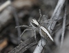 Oxyopes tridens - Photo (c) James Bailey, some rights reserved (CC BY-NC), uploaded by James Bailey