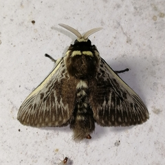 Megalopyge albicollis