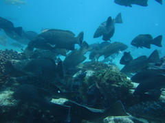 Mycteroperca rosacea