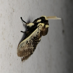 Megalopyge albicollis