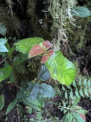 Weinmannia rollottii