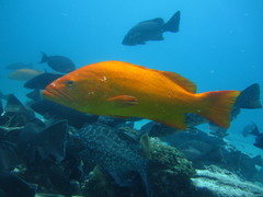 Mycteroperca rosacea