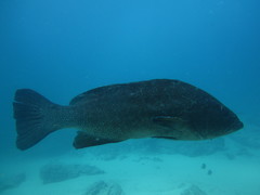 Mycteroperca rosacea