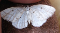 Lomographa glomeraria