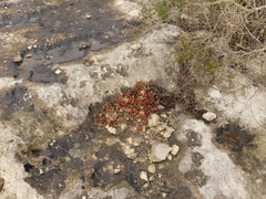 Petrosedum ochroleucum