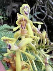 Epidendrum scytocladium