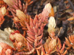 Petrosedum ochroleucum