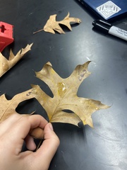 Quercus