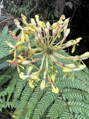 Epidendrum scytocladium