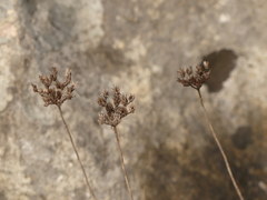 Petrosedum ochroleucum
