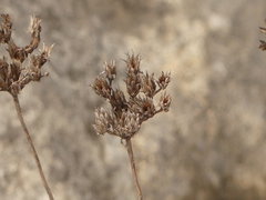 Petrosedum ochroleucum
