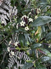 Cestrum buxifolium