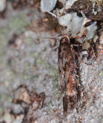Caryocolum junctella