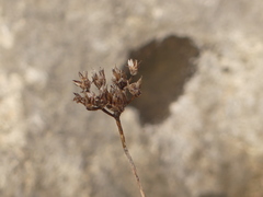 Petrosedum ochroleucum