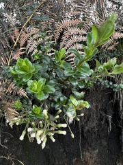 Baccharis bogotensis