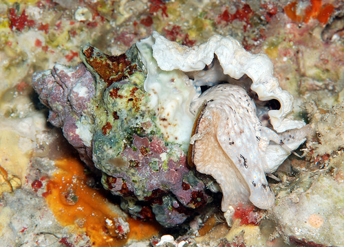 Bursa bufonia observed 2011-10-02