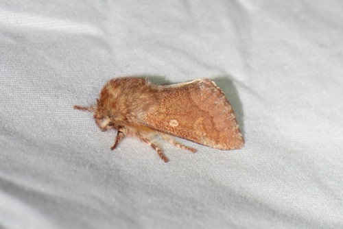 Fawn Sallow photo 4