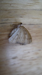 Lomographa glomeraria