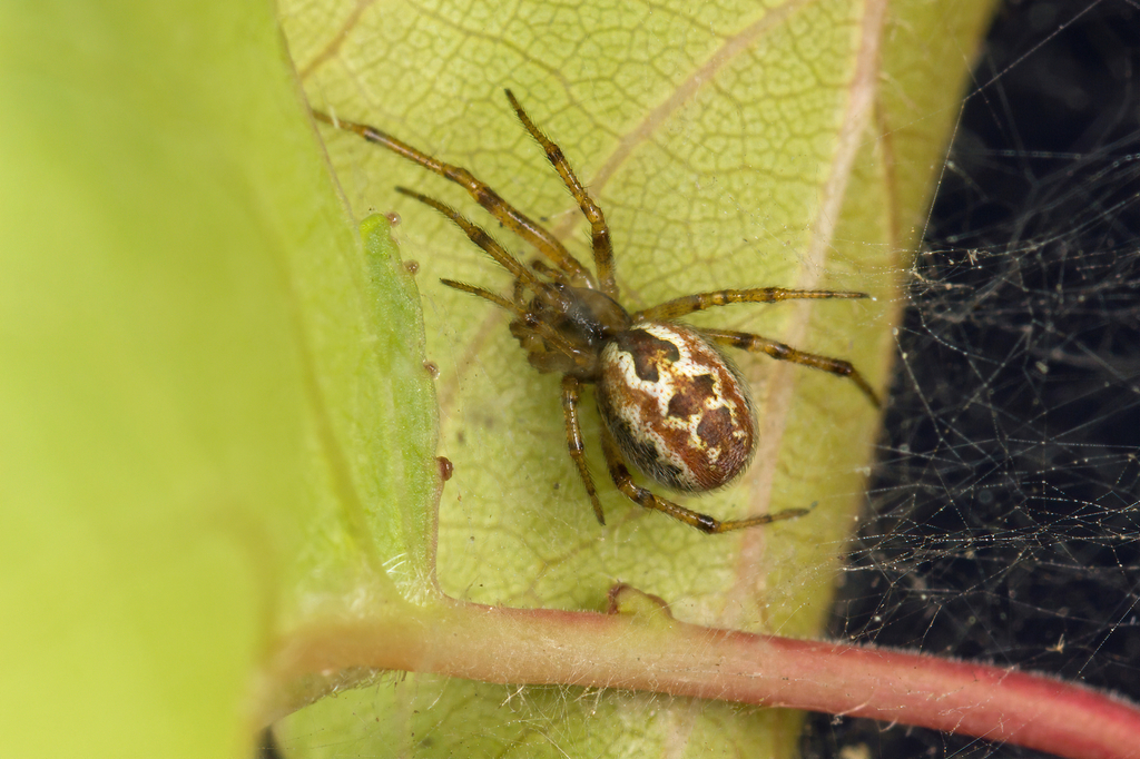 Kochiura aulica