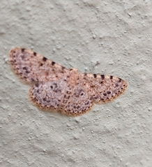Scopula nigrinotata
