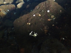 Munidopsis polymorpha