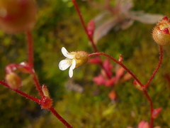 Saxifraga tridactylites
