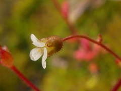 Saxifraga tridactylites