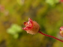 Saxifraga tridactylites