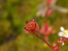 Saxifraga tridactylites