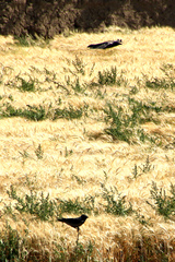 Corvus cornix pallescens