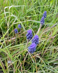 Muscari neglectum