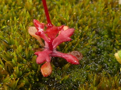 Saxifraga tridactylites