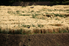 Corvus cornix pallescens