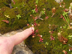 Saxifraga tridactylites