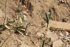 Cynanthus doubledayi