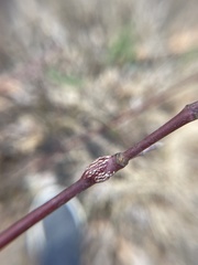 Neolasioptera cornicola