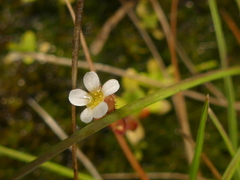 Saxifraga tridactylites
