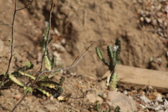 Cynanthus doubledayi