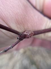 Neolasioptera cornicola