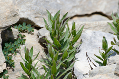 Glandora gastonii