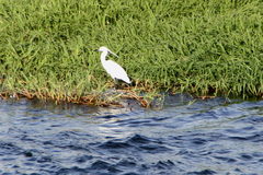 Egretta garzetta