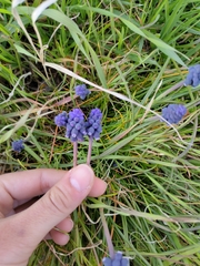 Muscari neglectum