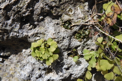 Adiantum capillus-veneris