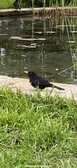 Turdus merula