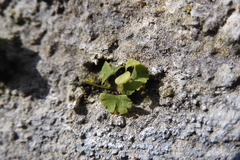Adiantum capillus-veneris