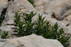 Glandora gastonii