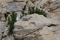Glandora gastonii